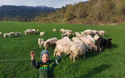 Første lamma kom til verden i April
